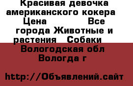 Красивая девочка американского кокера › Цена ­ 35 000 - Все города Животные и растения » Собаки   . Вологодская обл.,Вологда г.